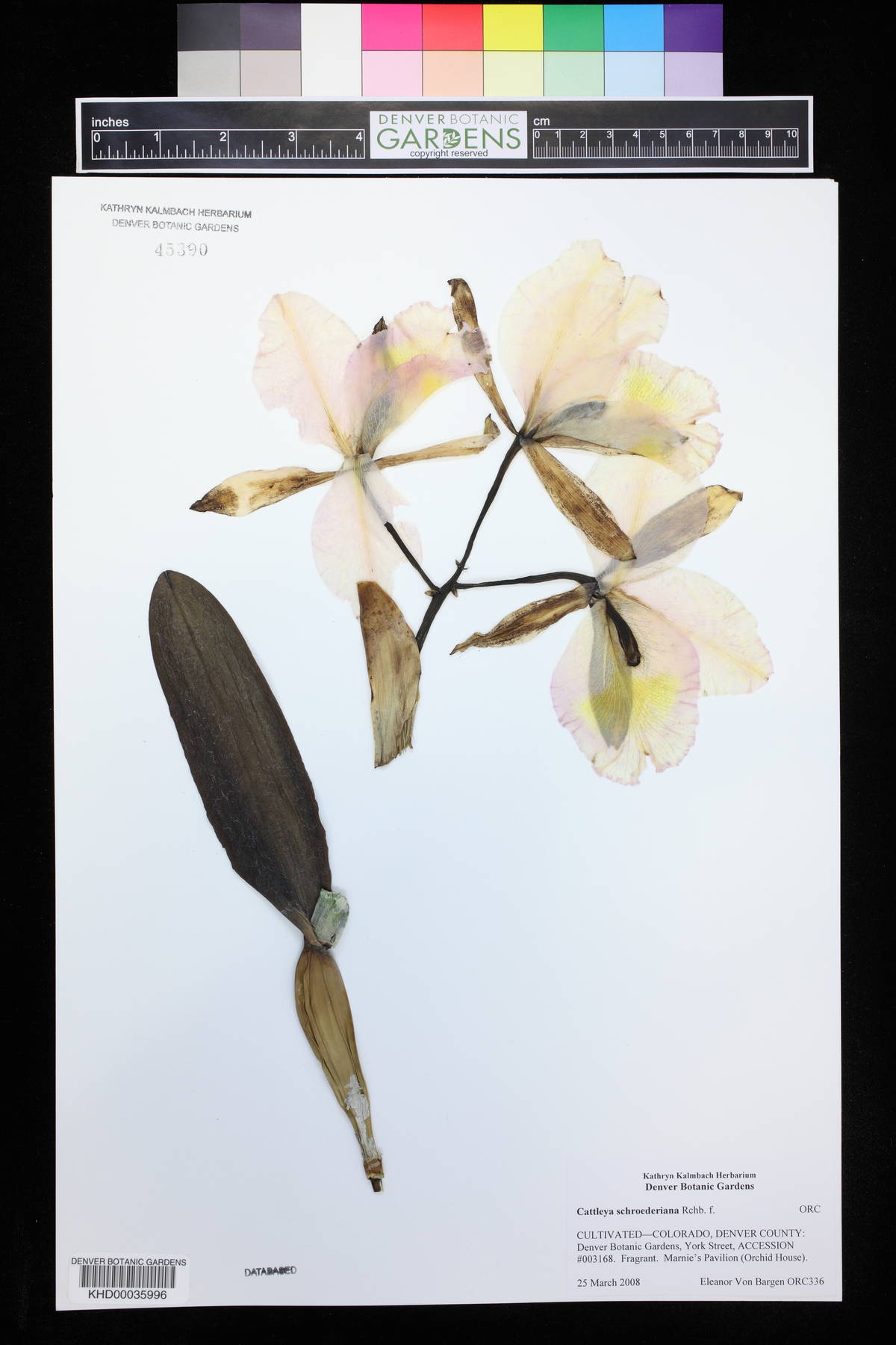 Cattleya schroederiana image