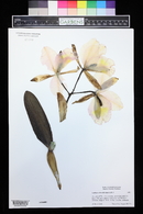 Image of Cattleya schroederiana