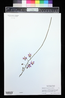Phalaenopsis equestris image