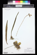 Trigonidium egertonianum image