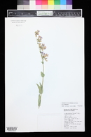 Penstemon secundiflorus image