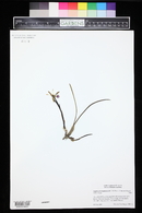 Image of Cattleya lundii