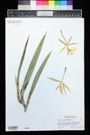 Epidendrum parkinsonianum image