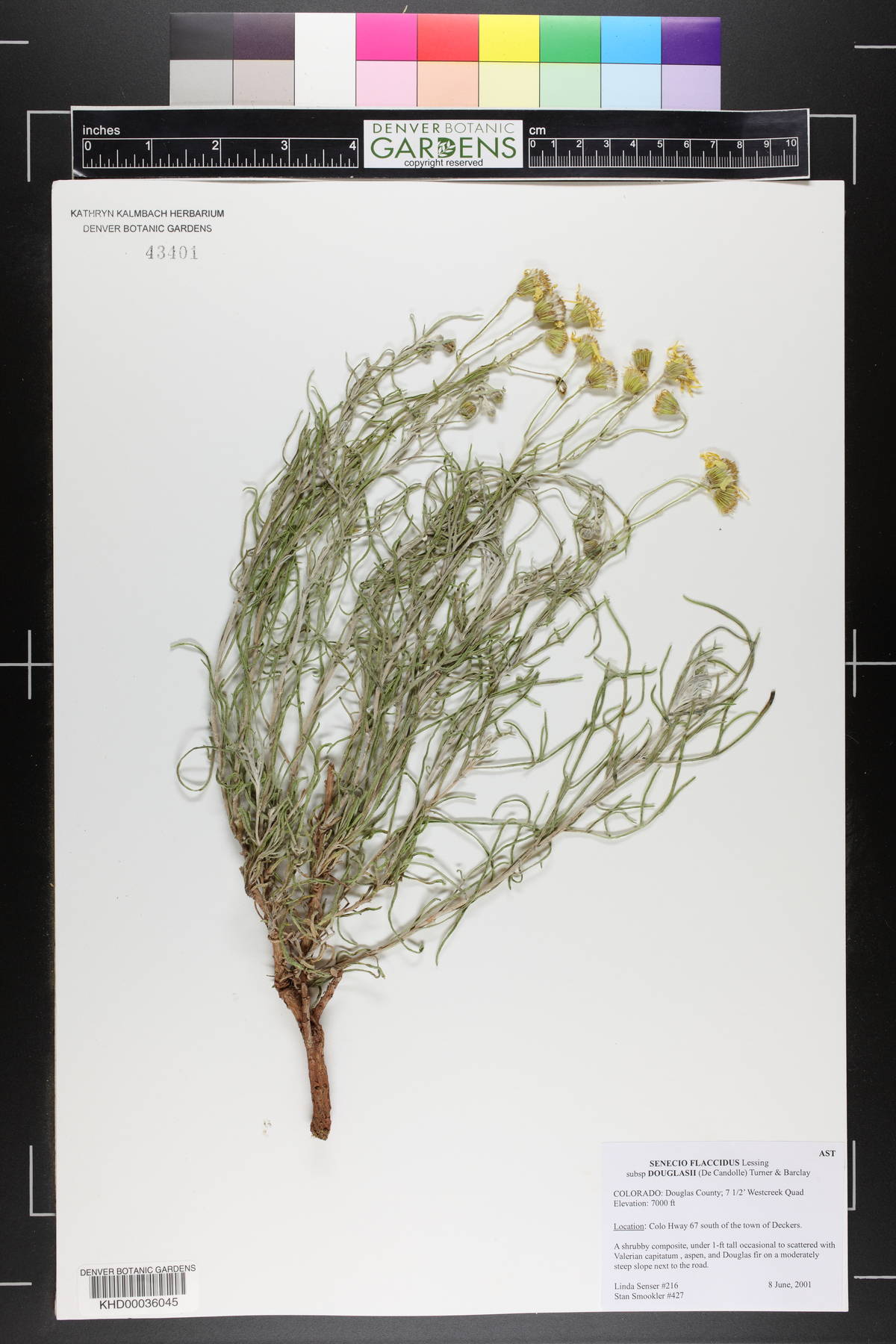 Senecio flaccidus var. douglasii image