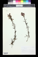 Pedicularis crenulata image