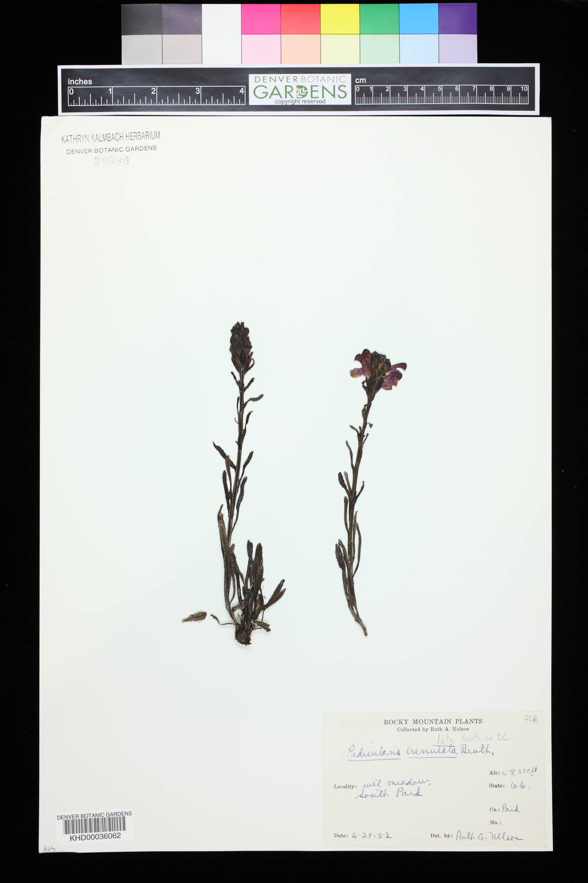 Pedicularis crenulata image