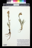 Pedicularis parryi image