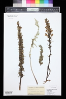 Pedicularis procera image