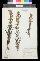 Penstemon angustifolius image