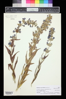 Penstemon angustifolius image