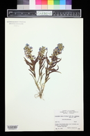 Penstemon angustifolius image