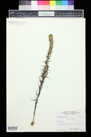 Orthocarpus luteus image