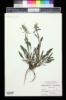 Pedicularis canadensis image