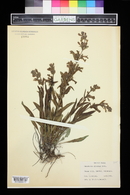 Penstemon albidus image