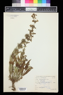 Penstemon albidus image