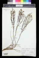 Penstemon ambiguus image