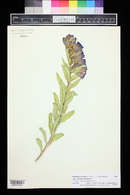 Penstemon brandegeei image