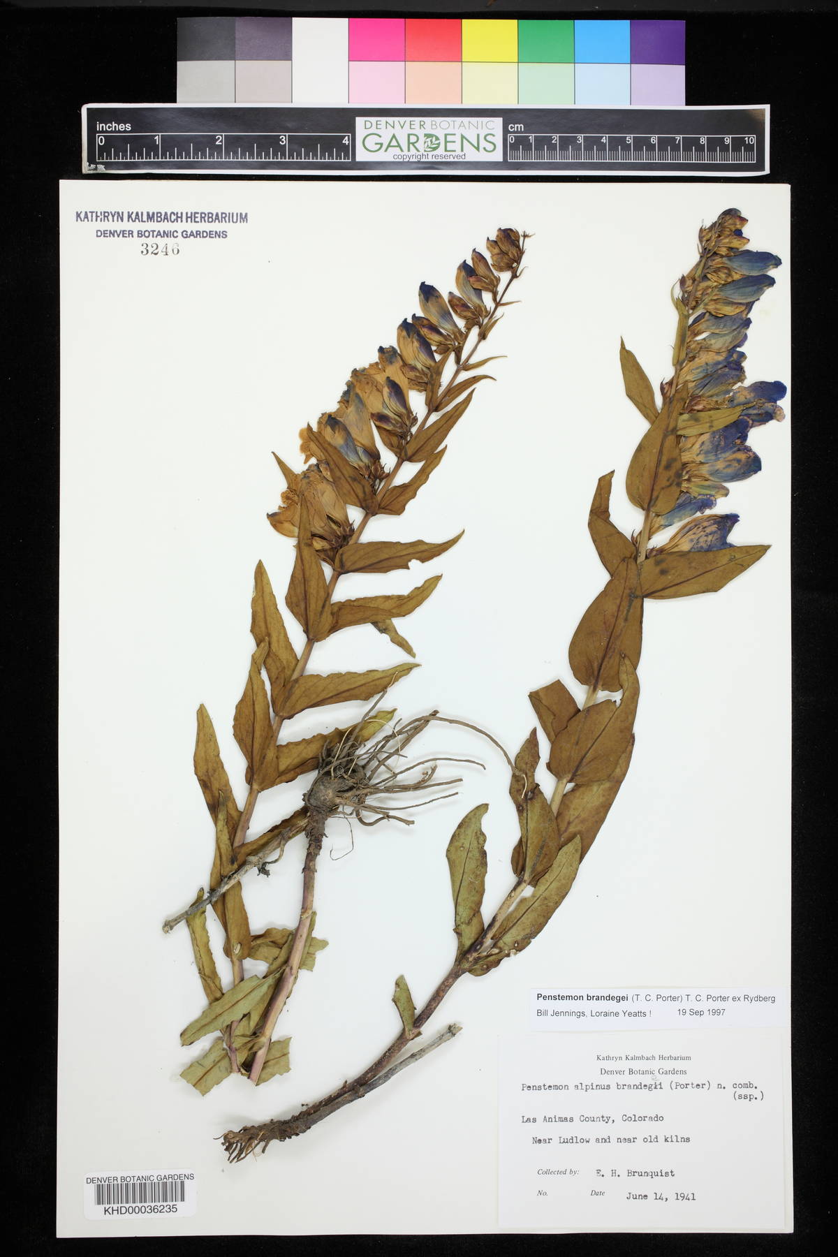 Penstemon brandegeei image
