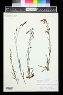 Penstemon barbatus image