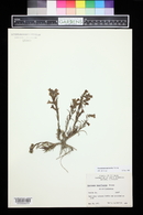 Penstemon auriberbis image