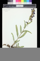 Penstemon glaber image