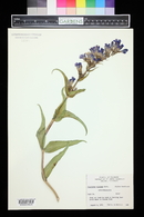 Penstemon glaber image