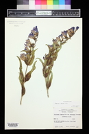 Penstemon glaber image