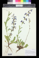 Penstemon cyanocaulis image