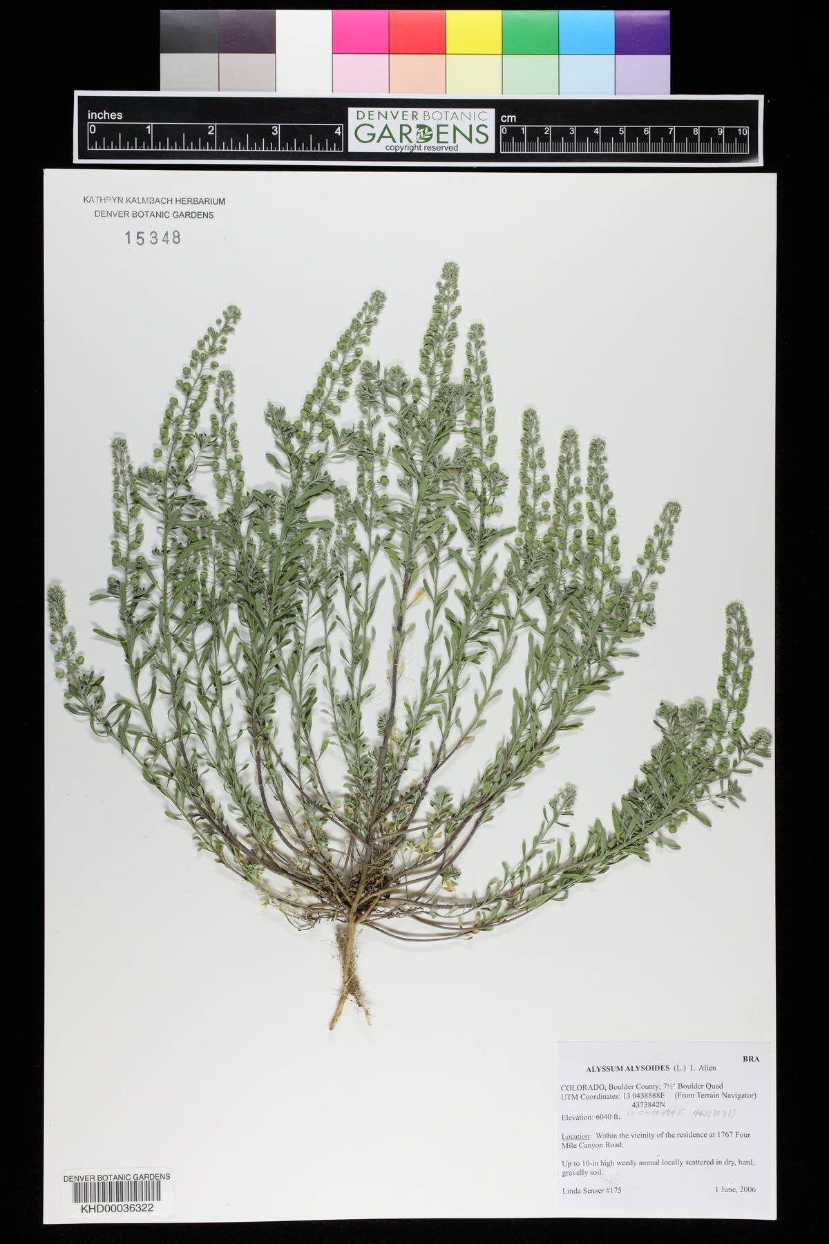 Alyssum alyssoides image