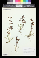 Penstemon hallii image