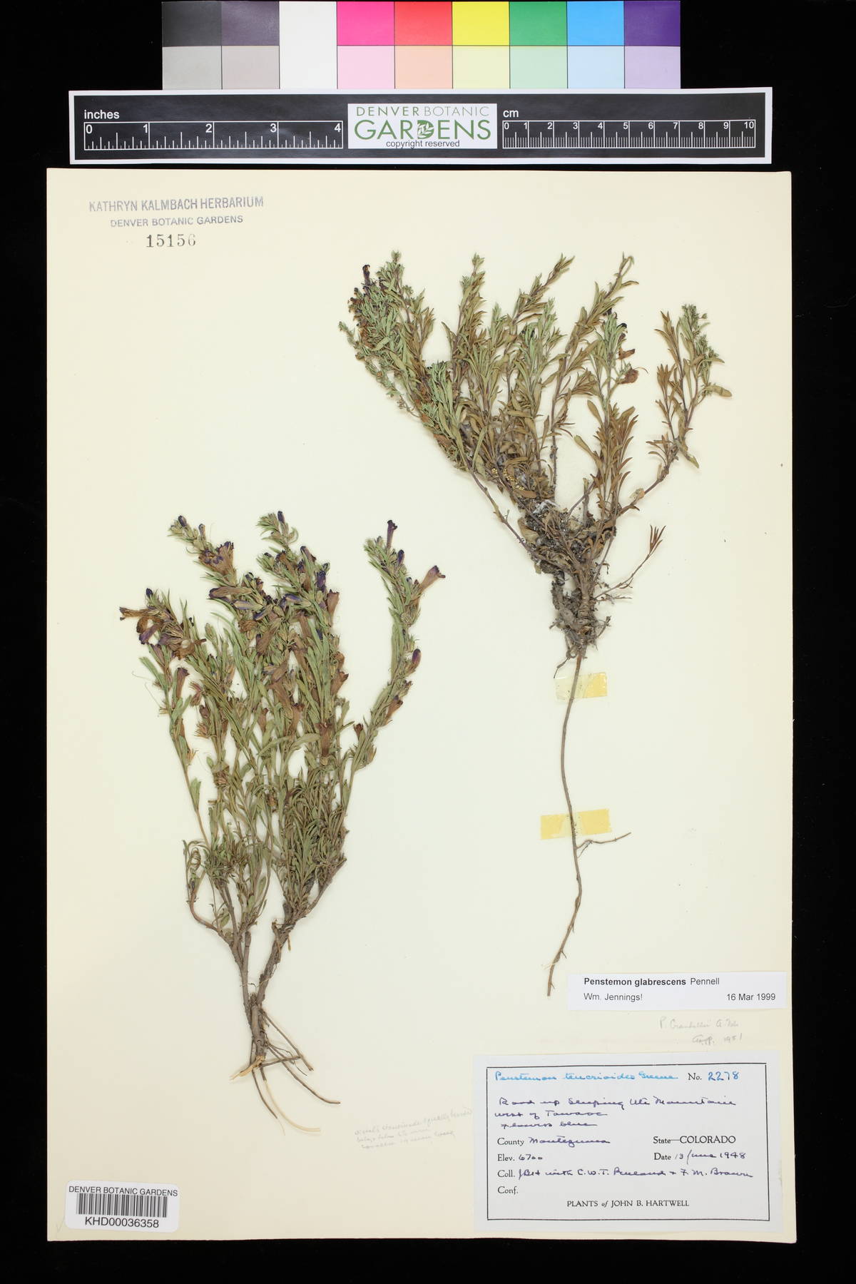 Penstemon glabrescens image