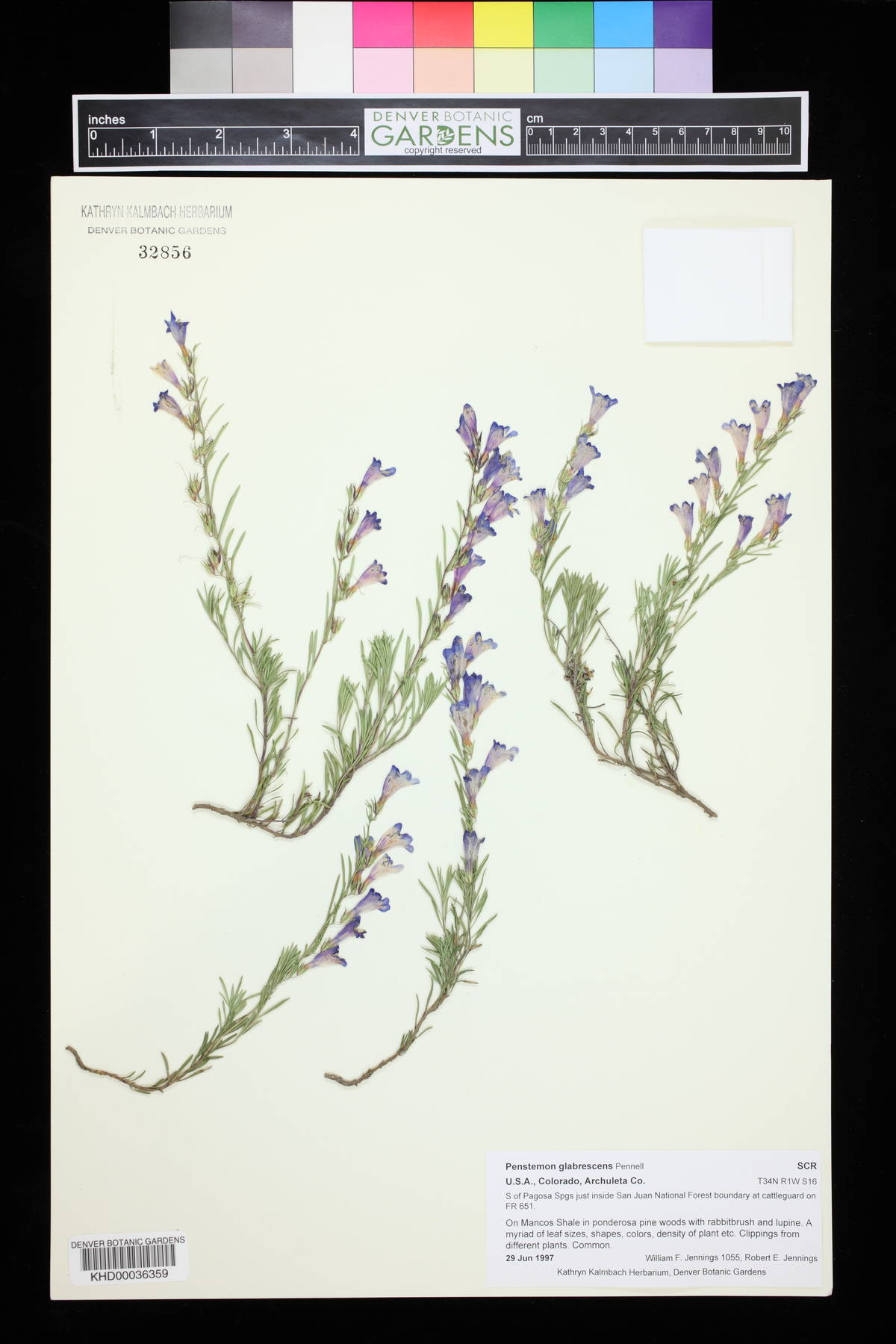 Penstemon glabrescens image