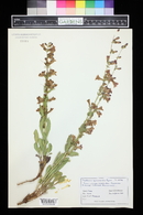 Penstemon cyanocaulis image