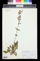 Penstemon cyanocaulis image