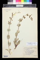 Penstemon pachyphyllus image