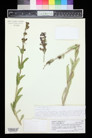 Penstemon mensarum image