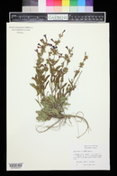 Penstemon moffatii image