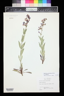 Penstemon secundiflorus image