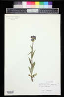 Penstemon rydbergii image