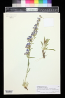 Penstemon strictiformis image