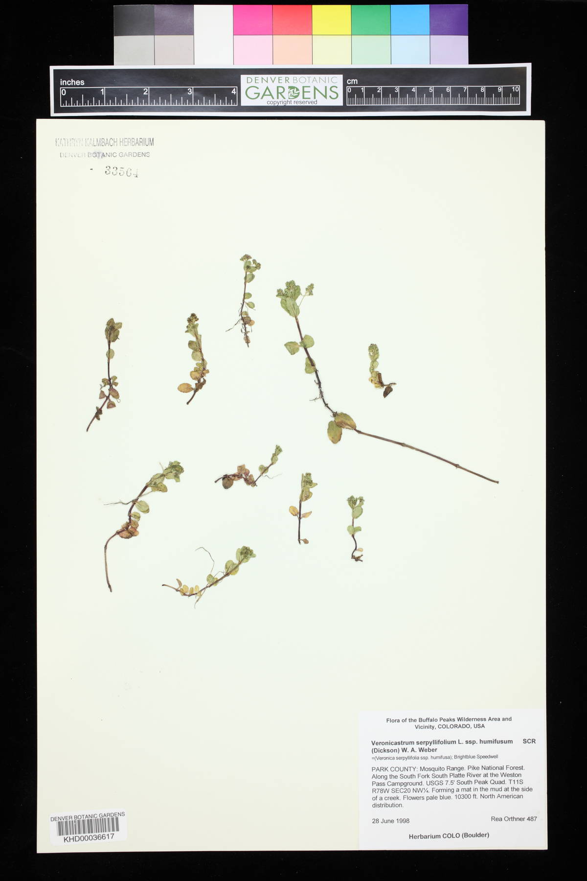 Veronicastrum serpyllifolium image