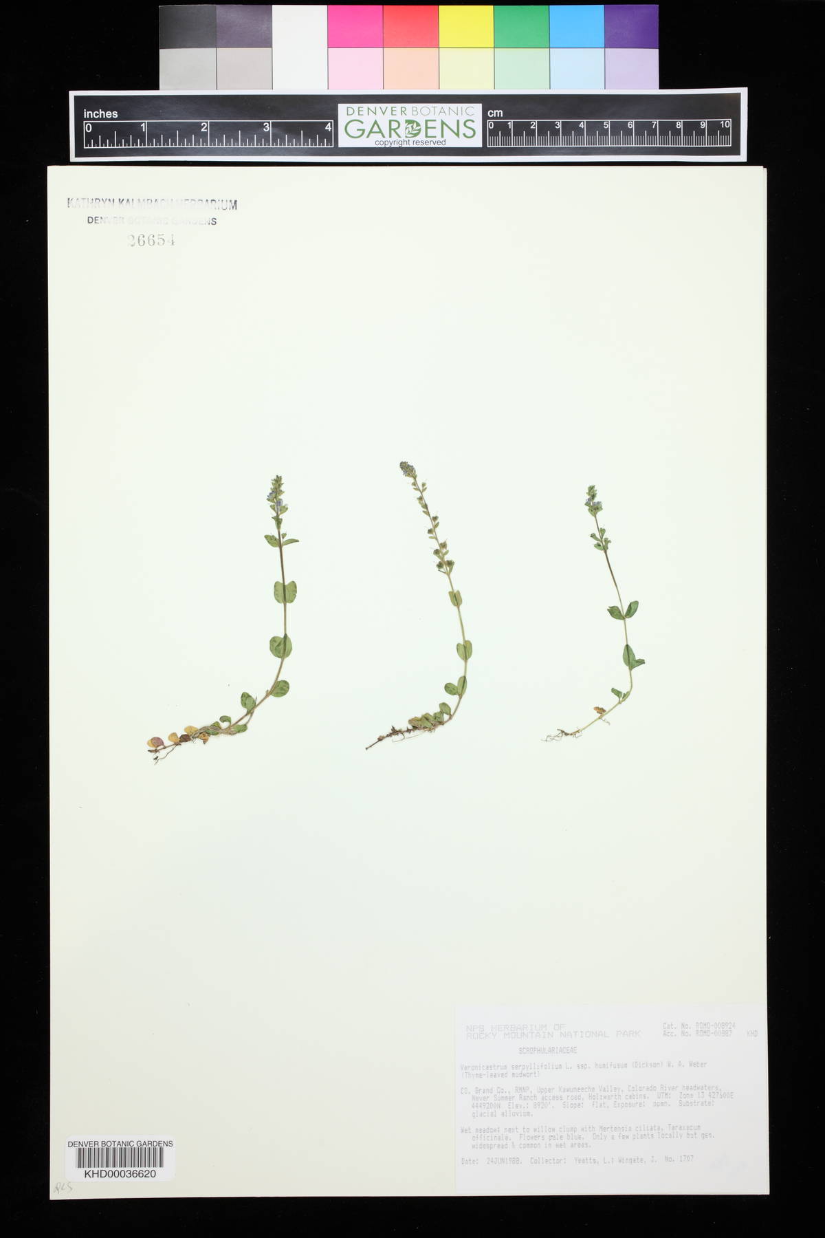 Veronicastrum serpyllifolium image