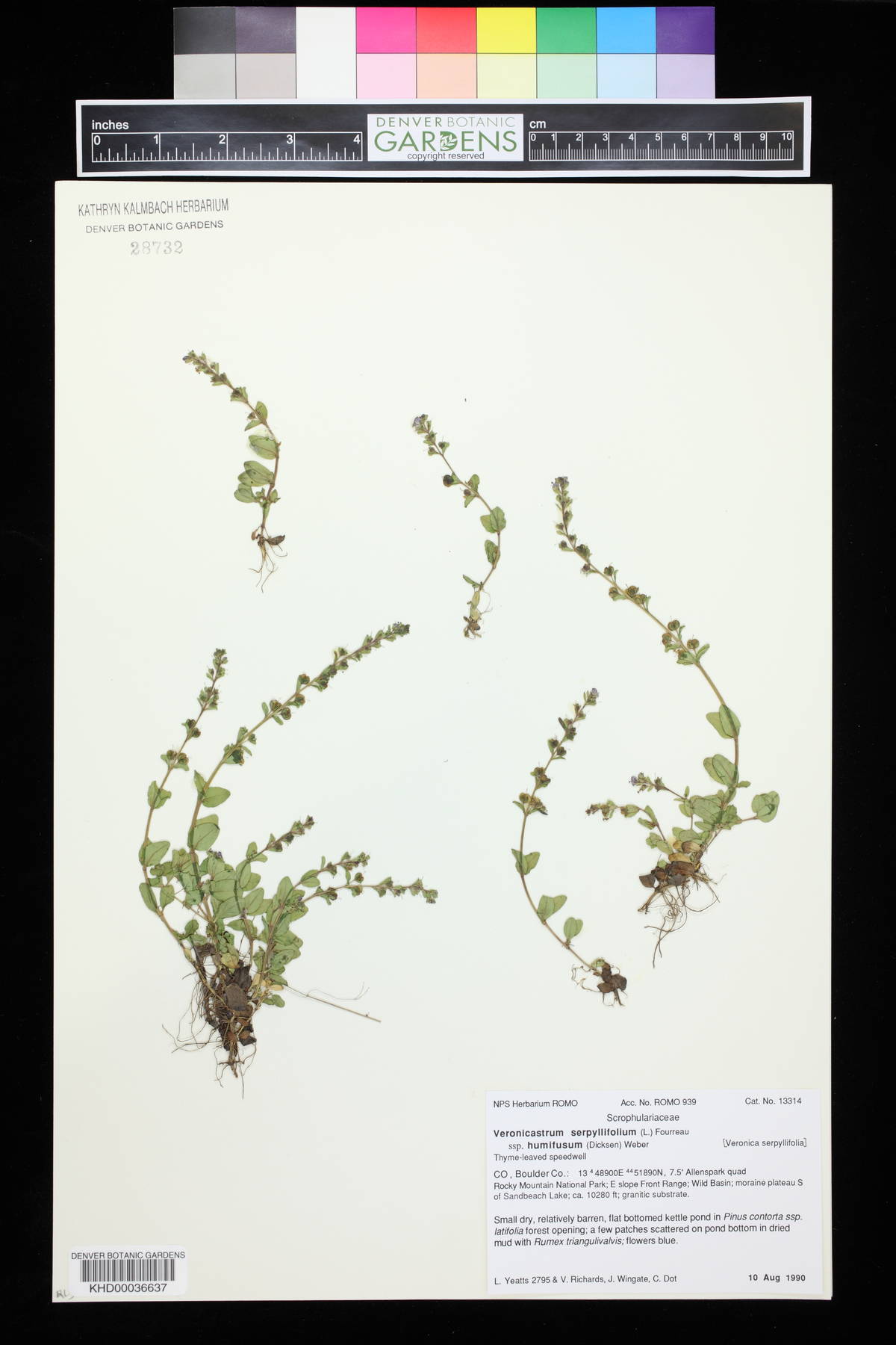Veronicastrum serpyllifolium image