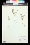 Veronica biloba image