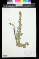 Verbascum thapsus image