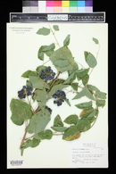 Smilax lasioneura image