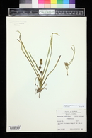 Sparganium angustifolium image