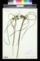 Sparganium angustifolium image