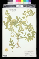 Solanum rostratum image