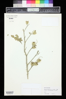 Solanum rostratum image